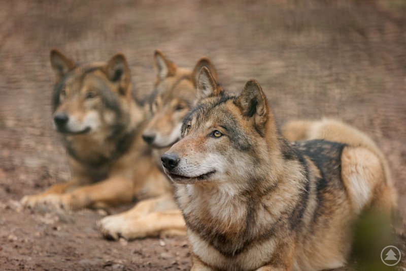 Insgesamt vier Wölfe zogen jüngst vom Tierpark Wiesbaden ins Nationalparkzentrum Falkenstein um