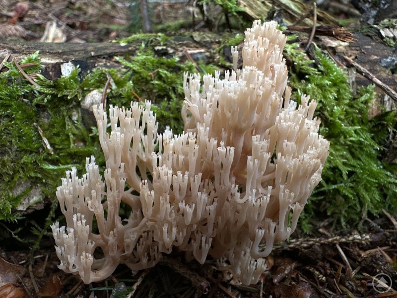 Die Becherkoralle wurde im hinteren Bayerischen Wald in den vergangenen zwei Jahren dreimal nachgewiesen. Ein korallenartig verzweigter Pilz mit hellbeigen Fruchtkörpern wächst zwischen Moos und Holzresten auf dem Waldboden.