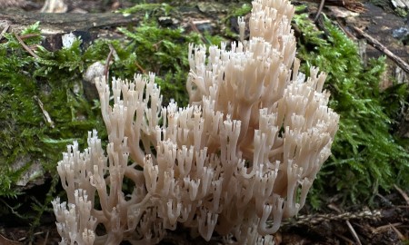 Becherkoralle hält im Nationalpark Einzug