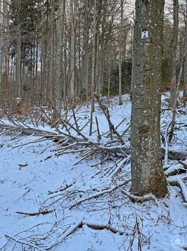 Auf Wanderwegen im Nationalpark kann es derzeit zu Behinderungen kommen. Ein winterlicher Wald mit schneebedecktem Boden und zahlreichen umgestürzten sowie abgebrochenen Ästen. Im Vordergrund steht ein dicker Baum mit einer Wegmarkierung. Die Bäume sind kahl, und durch den Sturm liegen viele Äste kreuz und quer am Boden.