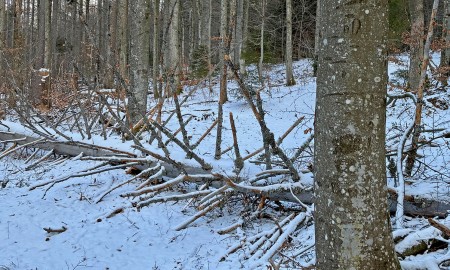 Weihnachtssturm hinterl&auml;sst Spuren im Nationalpark