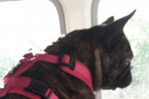 Was tun mit Pauline?