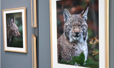 Gemeinschaftsausstellung - „LYNX - Im Zeichen des Luchses“