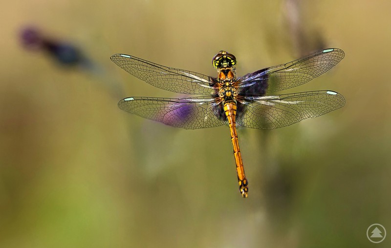 Das Foto hier zeigt eine braune Mosaikjungfer, aufgenommen am Osterbach! Das Bild zeigt eine orange-gelbe Libelle mit transparenten, filigranen Flügeln. Sie sitzt oder fliegt vor einem unscharfen, natürlichen Hintergrund in Grün- und Brauntönen. Die feinen Flügeladern und die symmetrische Form sind sehr detailliert erkennbar.