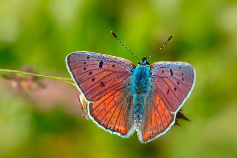 Flyer/Grafik zum Event: Schmetterlinge der Superlative - Finissage am Do., 02.10.2025 ab 18:30 Uhr