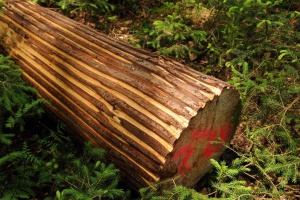 Rindenstreifenmesser ist jetzt im Handel erhältlich