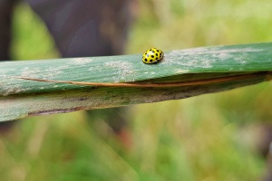 Die unbekannten Schwammerl