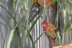 Heimat-Verein: Vogelverein Grafenau