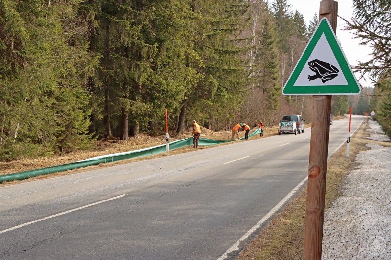 Auf insgesamt vier Kilometern Länge werden aktuell entlang der Nationalparkstraße Amphibienschutzzäune aufgestellt.