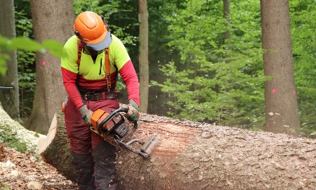 Fragen und Antworten zum Borkenkäfer