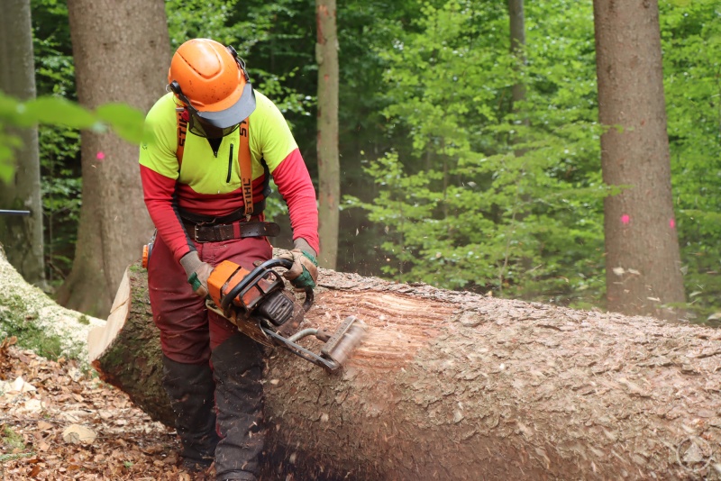 Die naturschutzfachlich beste Art des Buchdrucker-Managements ist das streifenförmige Schlitzen von befallenen Fichten.