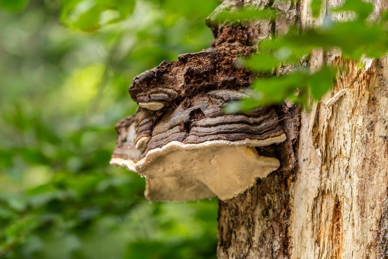 Flyer/Grafik zum Event: Waldwunder am Sa., 18.05.2024 - Sa., 26.10.2024