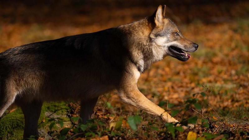 Flyer/Grafik zum Event: In der Dämmerung zu Luchs und Wolf am Do., 26.12.2024 - Do., 24.07.2025