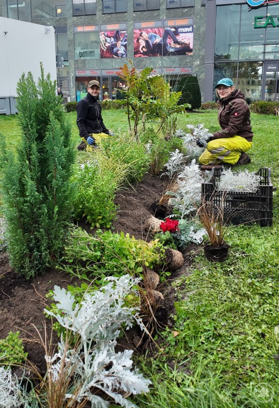 Mitarbeiter der Stadtgärtnerei pflanzen für die Herbst- und Wintermonate. Zwei Mitarbeitende der Stadtgärtnerei pflanzen auf einer Grünfläche verschiedene Herbst- und Winterpflanzen. Im Vordergrund sind Ziergräser, Silberblatt und Alpenveilchen zu sehen, im Hintergrund ein modernes Gebäude mit Schaufenstern und Werbetafeln.