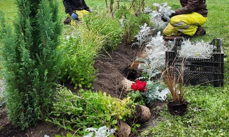 Herbst- und Winterpflanzung in der Stadt Passau
