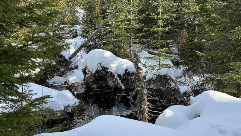 Flyer/Grafik zum Event: Wilde Flusslandschaft am Di., 17.02.2026 von 10:15 bis 12:15 Uhr