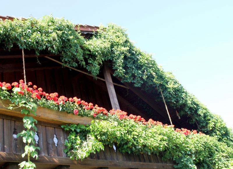 Eine besondere Pracht fiel den Experten in Böbrach auf. Auch wenn die meisten Hausbesitzer stolz auf die prächtigen Geranien wären, die in Böbrach geprüften, können aber besonders stolz auf den wilden Wein sein.