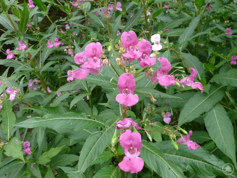 Bauernorchideen, auch drüsiges Springkraut genannt
