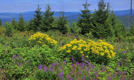 Juliwetter im Bayerwald