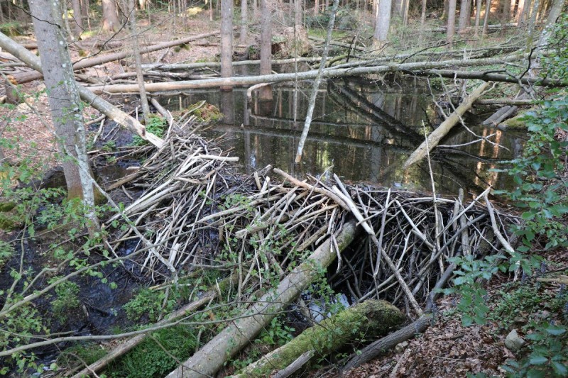 Flyer/Grafik zum Event: Wasserspezialisten der Natur – Zu Otter und Biber im Regental am Di., 26.05.2026 von 09:00 bis 13:00 Uhr