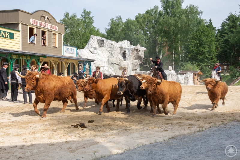 Wild-West-Feeling hautnah - wenn das Pullman City Showteam die Rinder durch die lebende Westernstadt treibt.