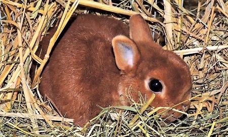 Kaninchen halten und züchten
