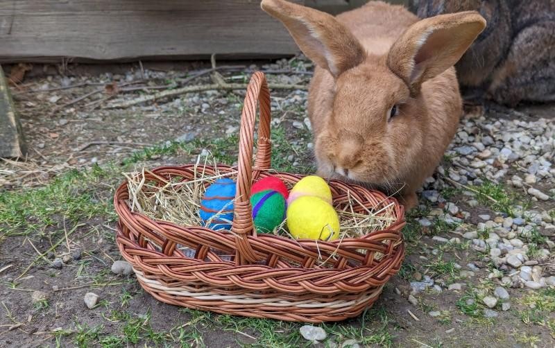 Flyer/Grafik zum Event: Bunte Ostern - Bastelei und Geschichten am Do., 02.04.2026 von 11:00 bis 14:00 Uhr