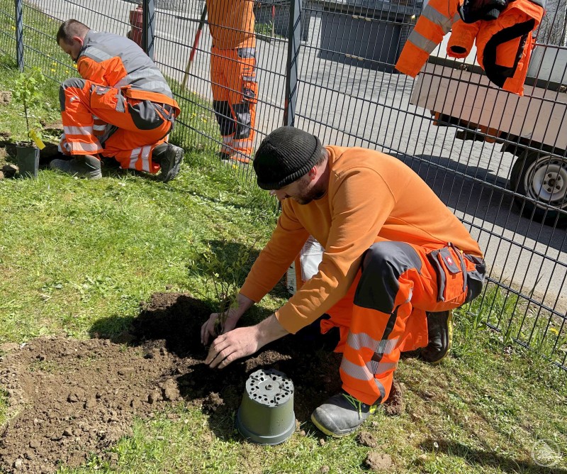 Bauhofmitarbeiter in Arbeitskleidung pflanzen Str&auml;ucher entlang eines Zauns in eine Gr&uuml;nfl&auml;che.