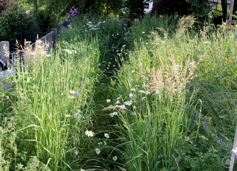 Durch die Blumenwiese von Linda Langer führt ein kleiner Weg, so kann man die Artenvielfalt bei Pflanzen und Insekten auch aus der Nähe beobachten.