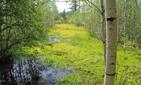 Mit dem Waldführer in den Nationalpark Šumava