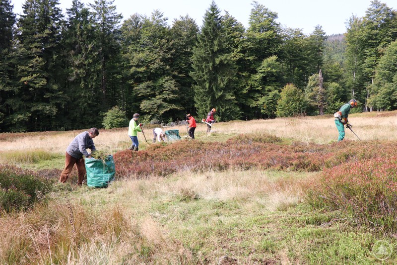 Mit Motorsägen und Freischneider wurden die Schachten vom Bewuchs befreit. Am Rindlschachten waren Mitglieder der Sektion Mitterfels im Einsatz. Freiwillige arbeiten mit Rechen und Freischneidern auf einer Schachtenfläche im Nationalpark, um die Landschaft zu pflegen.