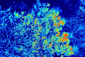 Pilze in der Biotechnologie