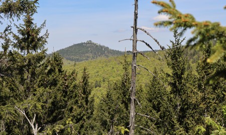 Waldinventur zeigt: Einzigartige Urw&auml;lder im Bayerischen Wald entstehen