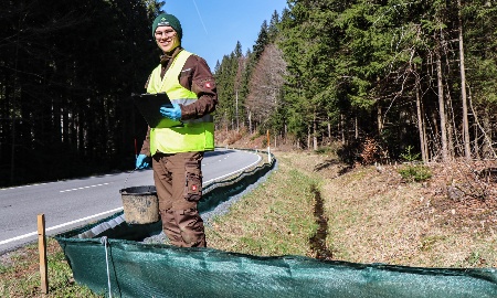 Kröten, Frösche und Molche sind zwei Wochen früher dran