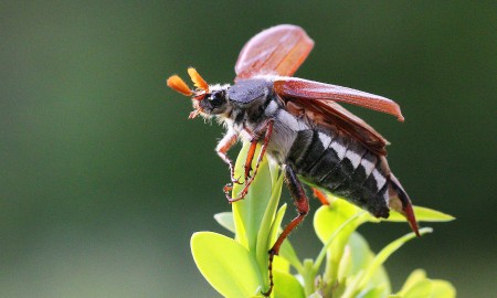 Maikäfer flieg ... !