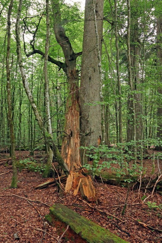 Flyer/Grafik zum Event: Kreativer Schreib-Workshop im Wald am Sa., 12.07.2025 ab 14:00 Uhr