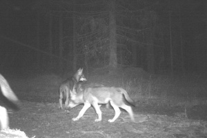 Neue Erkenntnisse zu Wölfen in Nationalparken