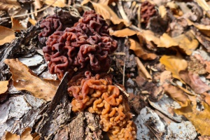 Morchelzeit ist Lorchelzeit