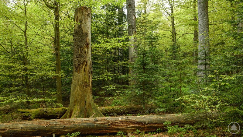 Typische Nationalpark-Szenerie: Ein natürlicher, strukturreicher Bergmischwald mit hohem Totholz-Anteil Naturnaher Mischwald mit jungen und alten Bäumen, liegendem Totholz und dichtem Unterwuchs in frischem Grün.