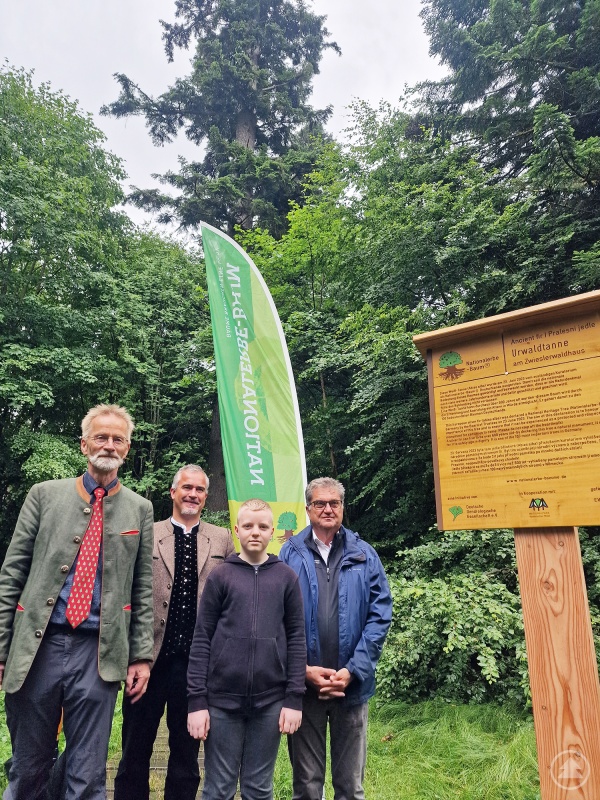 Freuen sich, dass die Waldhaustanne nun Nationalerbe-Baum ist: Nationalparkleiter Dr. Franz Leibl (v.r.), Baummelder Tobias Friedrich, Bürgermeister Michael Herzog und Prof. Andreas Roloff von der Initiative „Nationalerbe-Baum“.
