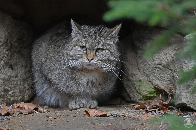 Kern des dreitägigen Meetings: Die Wildkatze.