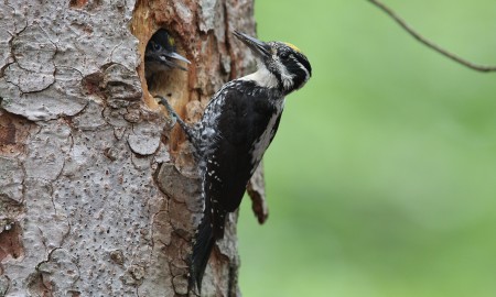 Wildnis schafft Wissen ist dem Dreizehenspecht auf der Spur