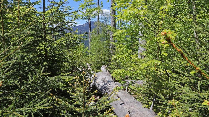 Flyer/Grafik zum Event: Der Urwaldsteig am Fr., 04.07.2025 - Fr., 25.07.2025 von 11:15 bis 15:15 Uhr