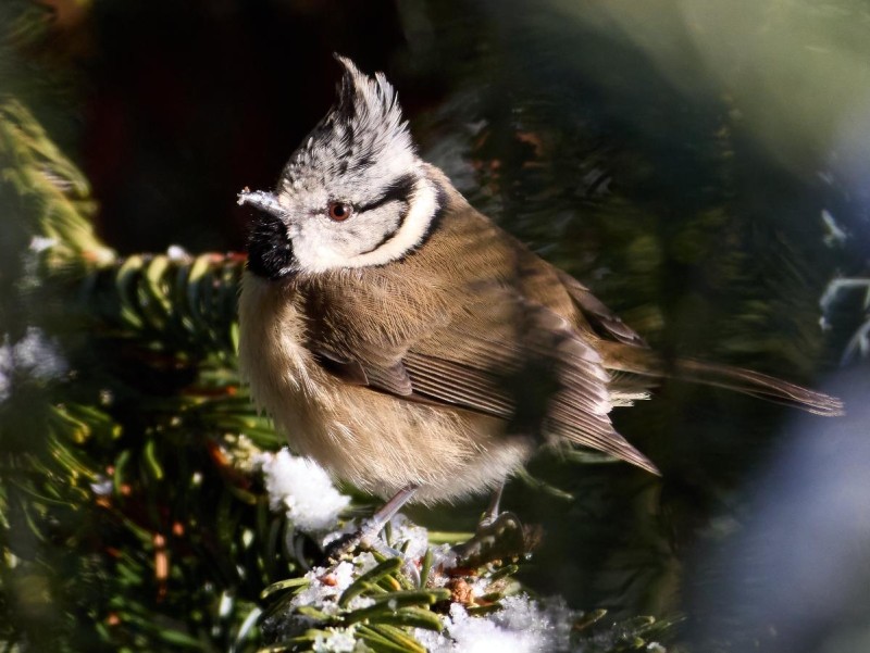 Flyer/Grafik zum Event: Vogelstimmenwanderung im Herzen des Böhmerwaldes am Sa., 09.05.2026 von 06:00 bis 10:00 Uhr