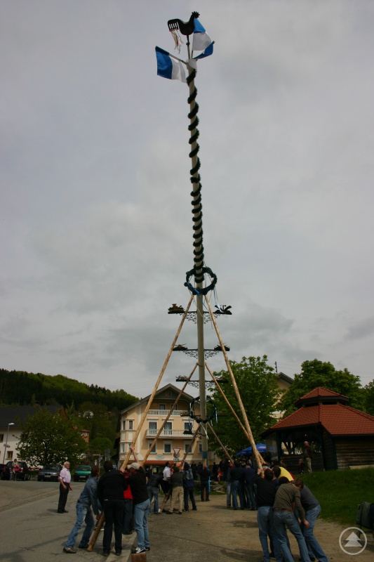 Dieses Foto vom Maibaumaufstellen in Ringelai wurde von Johannes Reihofer, Mitarbeiter der Gemeindeverwaltung Ringelai, außer Konkurrenz zur Verfügung gestellt.