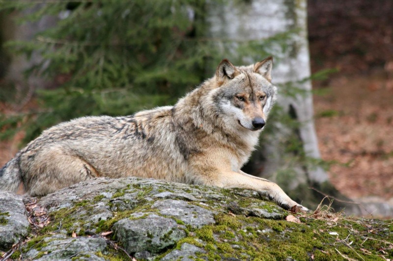 Flyer/Grafik zum Event: Auf den Spuren der Wölfe am Mo., 20.05.2024 - Mo., 10.03.2025
