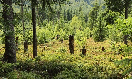 Zur Koid’n Supp‘n Nationalpark exklusiv: Führung rund um Waldhäuser am 5. Oktober
