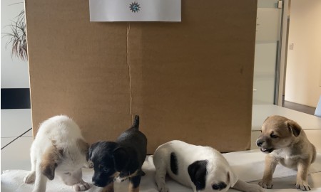 Grenzpolizei Passau entdeckt illegal transportierte Hundewelpen