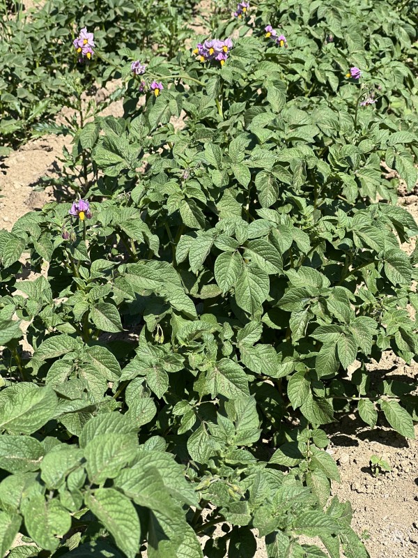 Blühende Kartoffelpflanze im Beet Das zweite Bild zeigt eine kräftige Kartoffelpflanze im Beet. Ihre typischen gefiederten Blätter bedecken den Boden, und eine violette Blüte mit gelbem Zentrum deutet auf die Blütezeit hin – ein gesunder und vitaler Zustand der Pflanze.