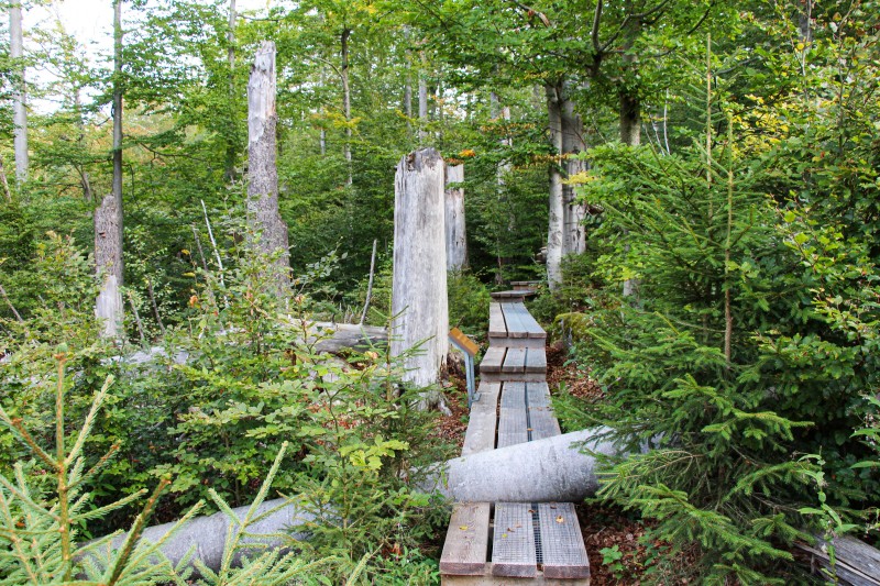 Flyer/Grafik zum Event: NaturZEIT für die Seele – Ökumenische Wanderung Seelensteig 2025 am Fr., 29.08.2025 ab 15:45 Uhr